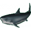 SHARKY